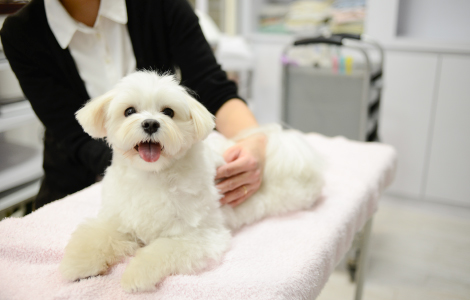 笑顔の犬