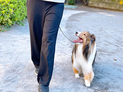 犬と散歩の画像